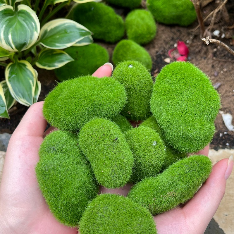 50/5PCS 인공 거품 이끼 돌 가짜 녹색 이끼 돌  - Terrarium Moss Art 리뷰 및 가격